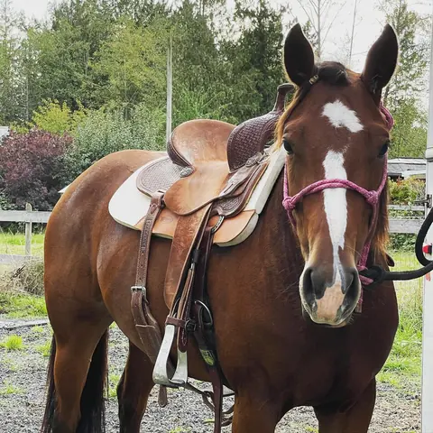 A saddled bay horse with a white blaze, looking at the camera